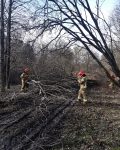 Dwóch strażaków operujących piłami łańcuchowymi, usuwają przewalone drzewo z drogi