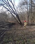Trzech strażaków usuwających powalone drzewa w lesie
