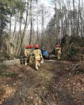 Pięciu strażaków oraz cywil na traktorze usuwających przewalone drzewo w lesie