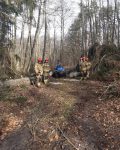 Pięciu strażaków oraz cywil na traktorze usuwająca przewalone drzewo w lesie