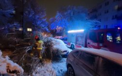 Po lewej stronie stoi auto osobowe przysypane śniegiem, na nim leży drzewo. Po prawej stronie samochód strażacki. obok auta widać strażaka.